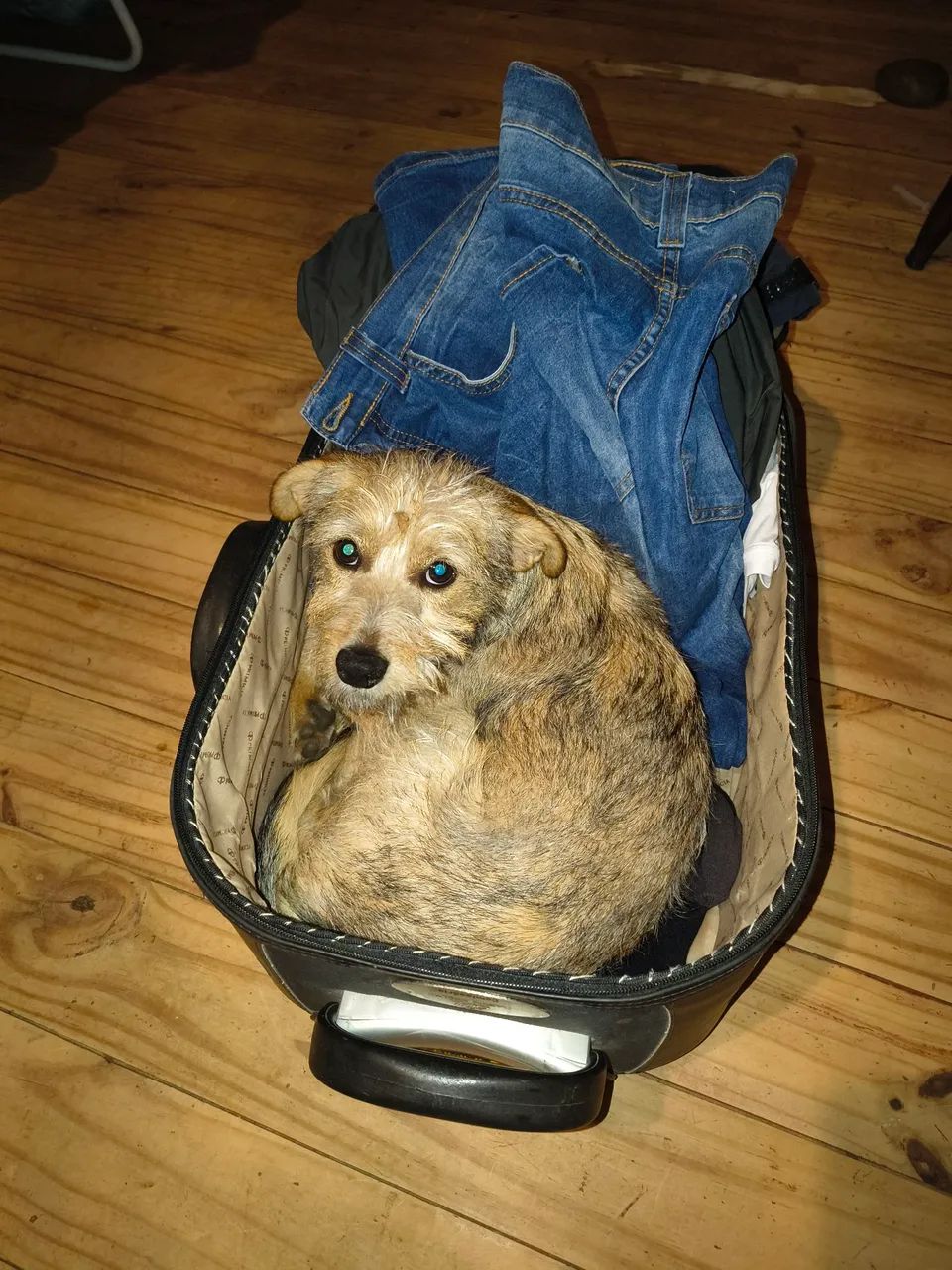 Doa se cachorro  - Foto 3