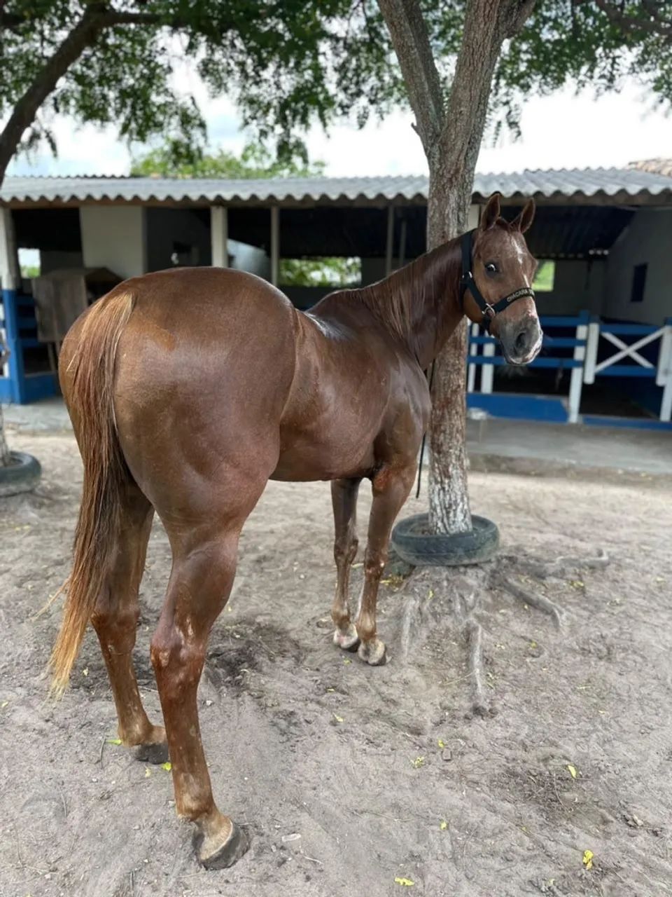 Cavalo de esquerda 