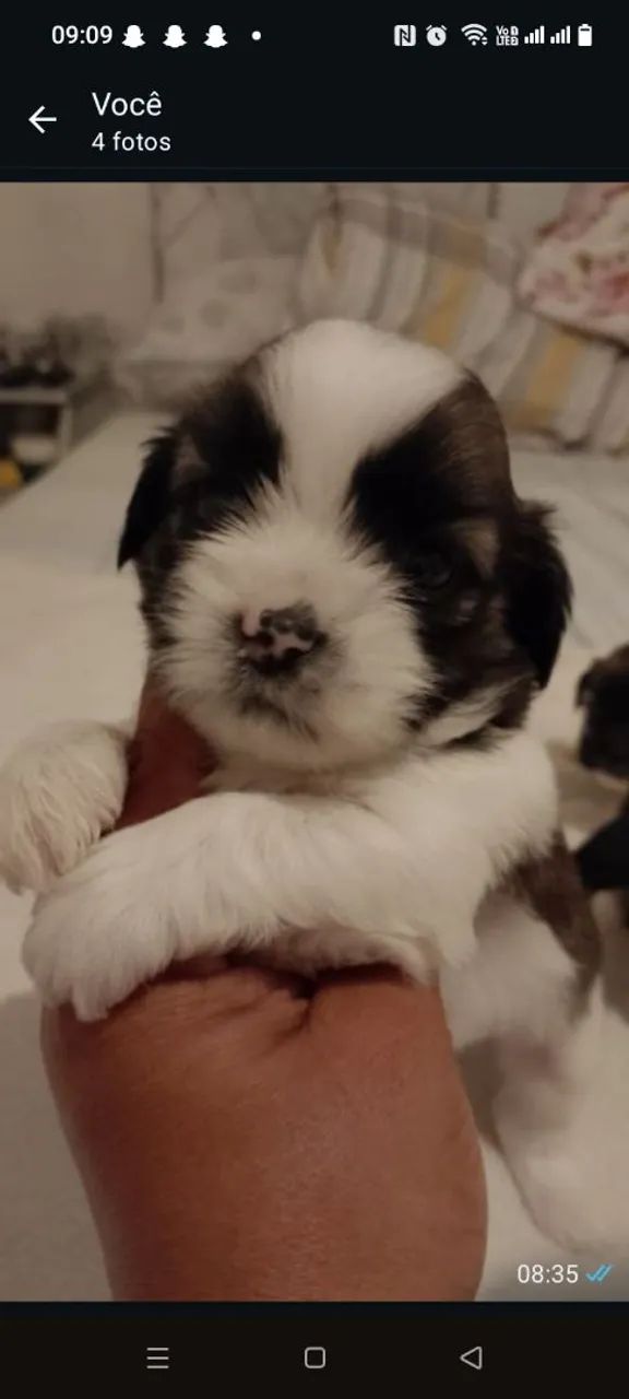 Pet - Foto 2