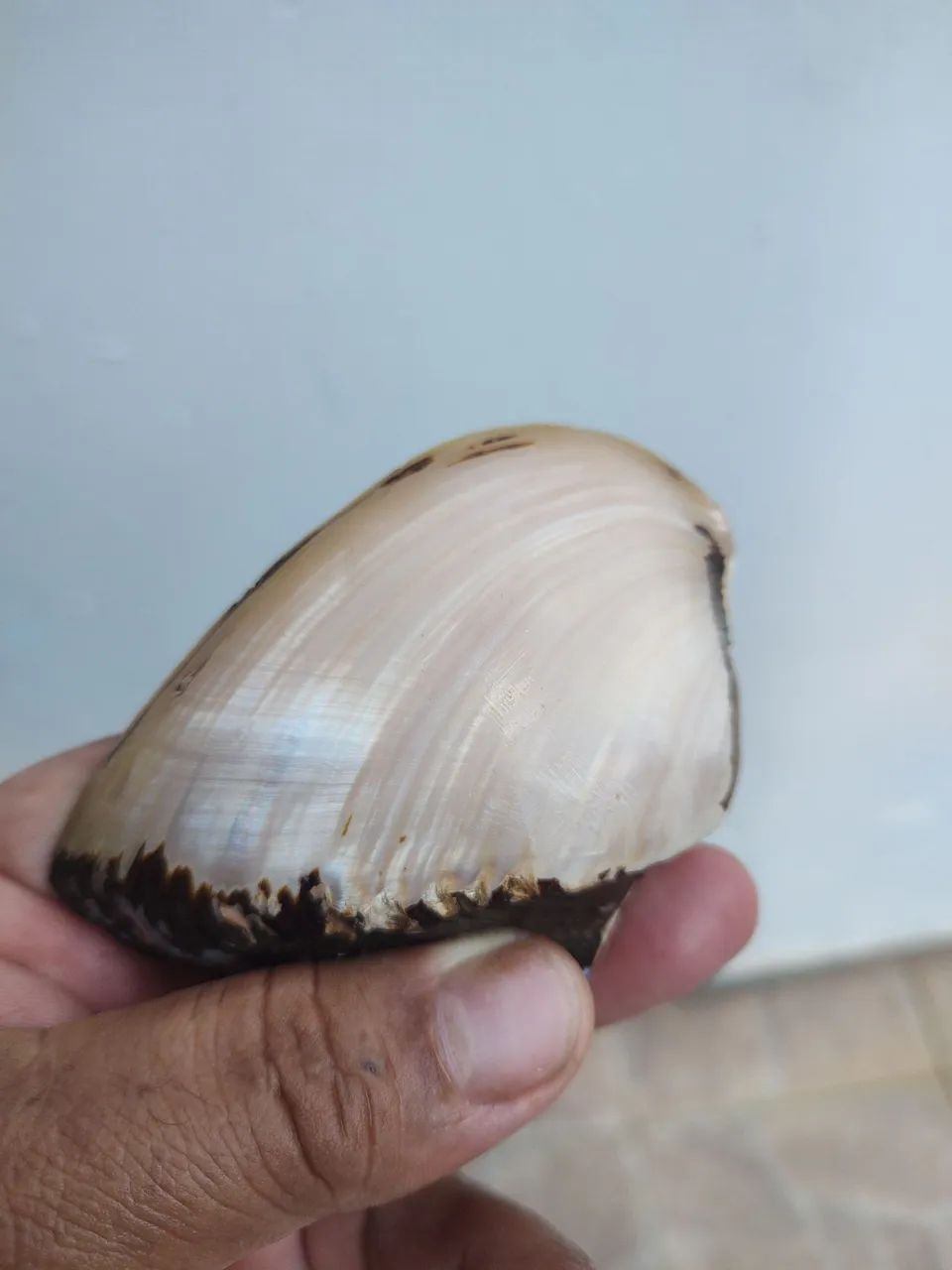 Conchas de Madreperola - Foto 5