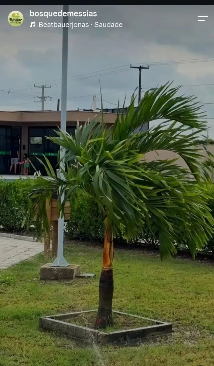 Vende-se/Troca-se Bosque de Messias - Foto 2