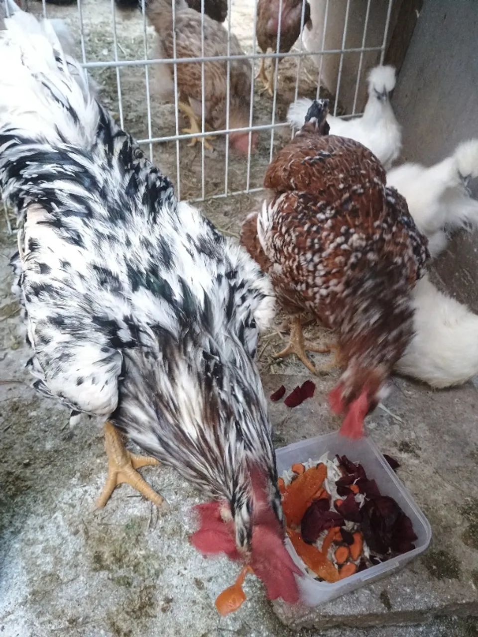 Ovos gsb e IG - Foto 3