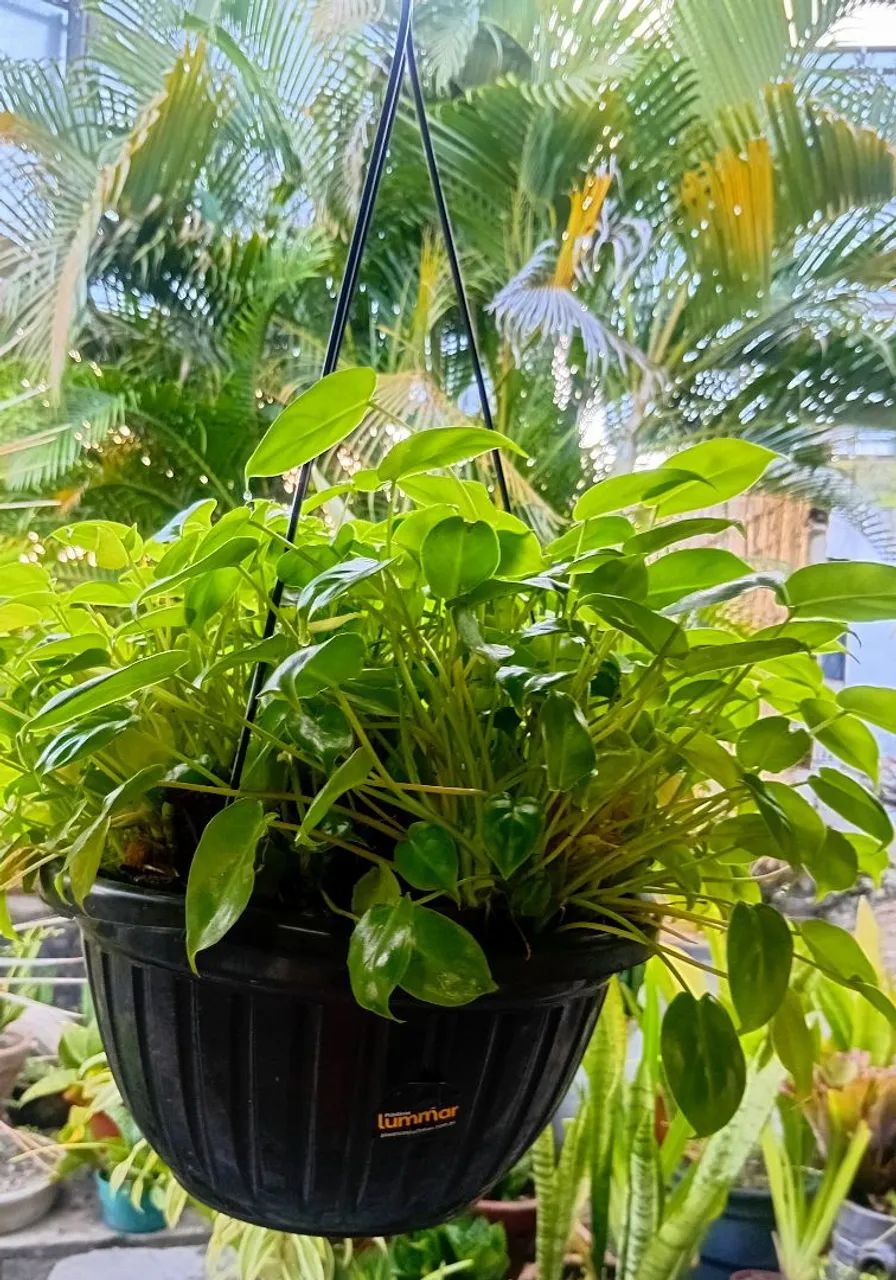 Casa das plantas ( Girador ufpb) - Foto 5