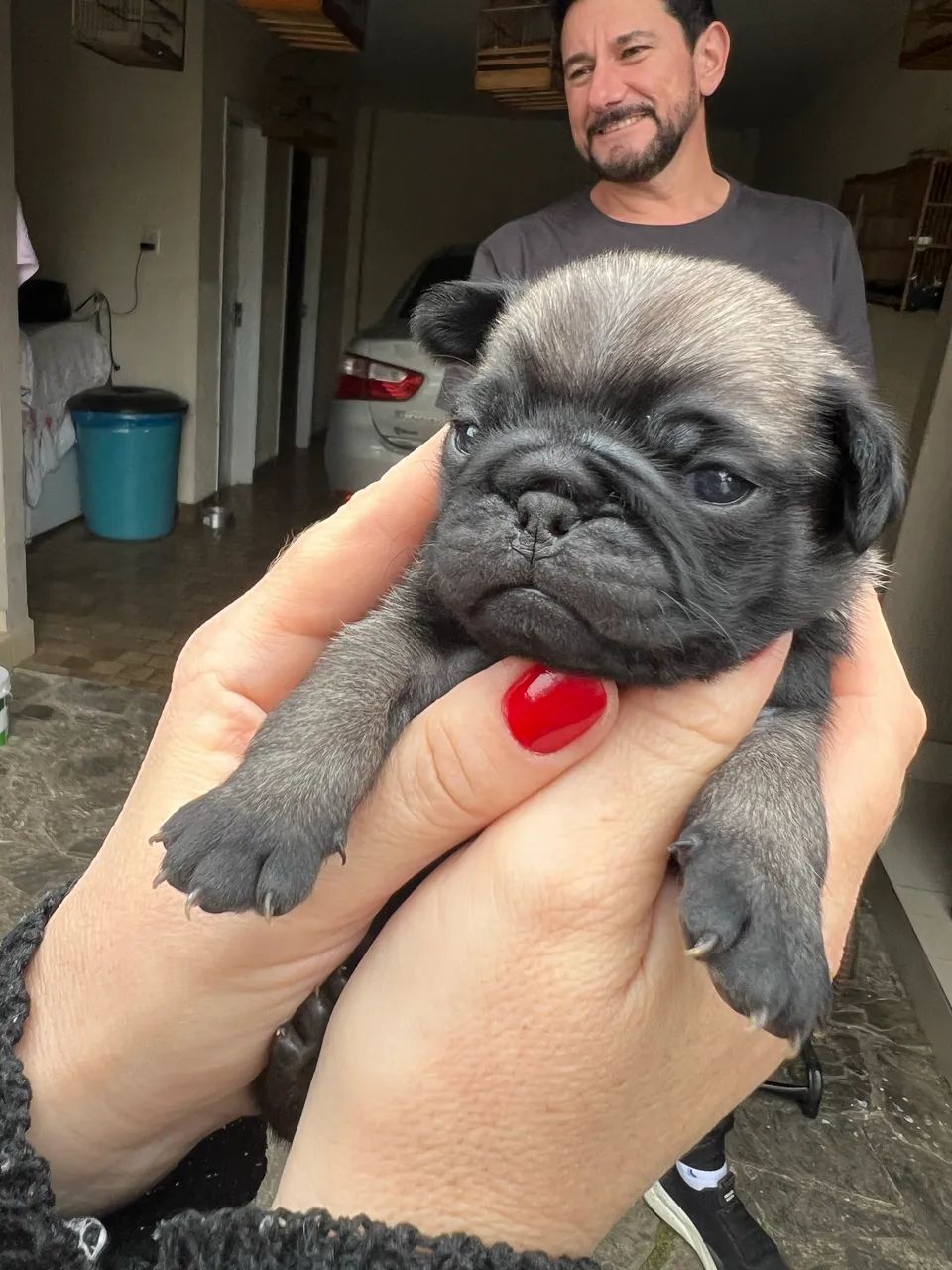 Filhotes de pug - Foto 2