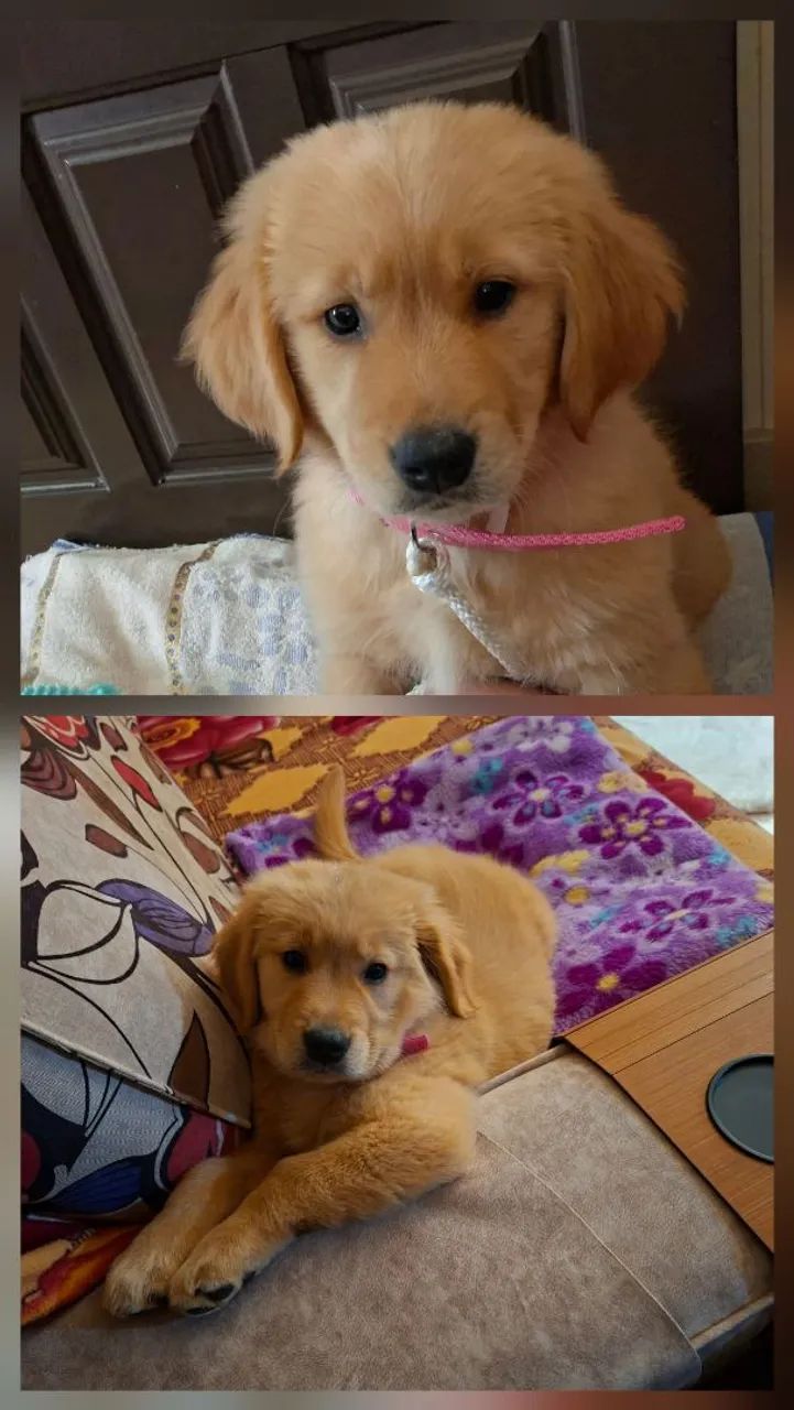 Golden cachorra