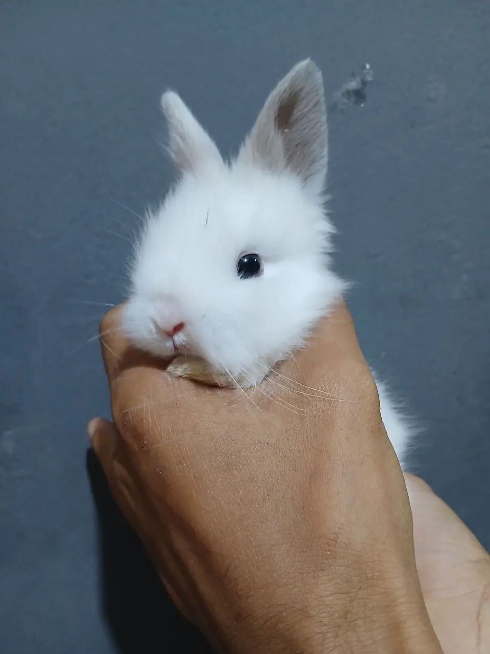 Coelho mini Lion  - Foto 3