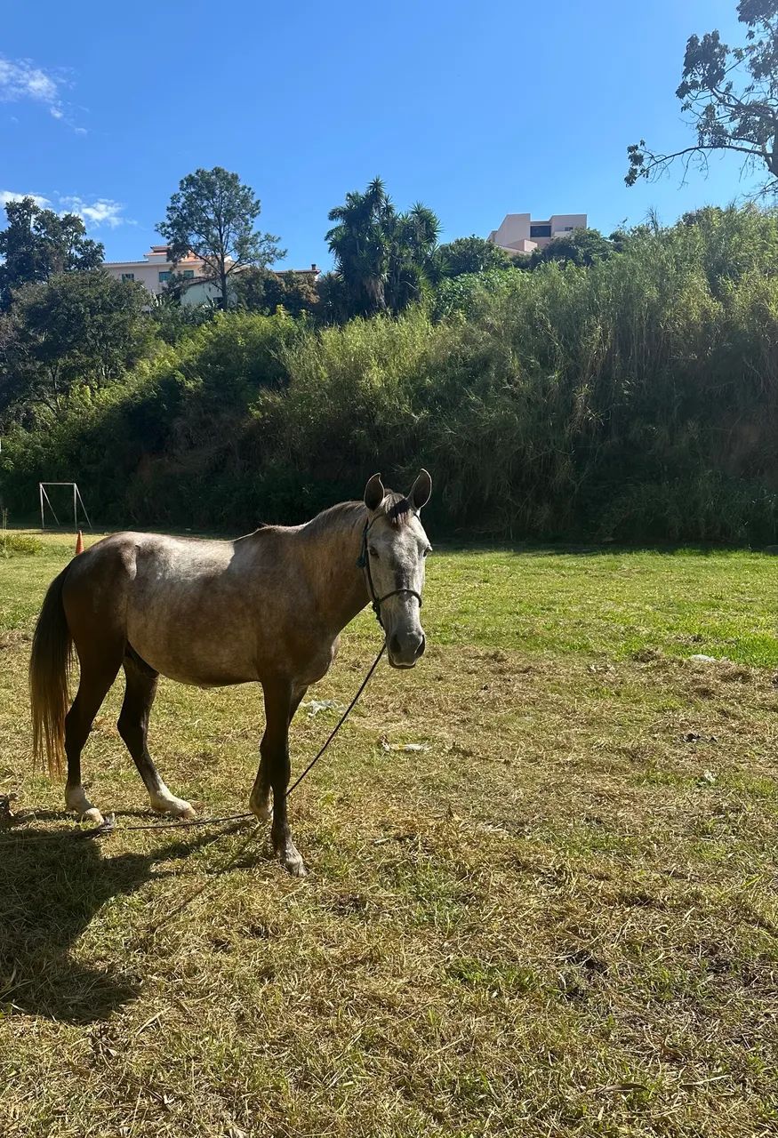 Cavalo - Foto 2