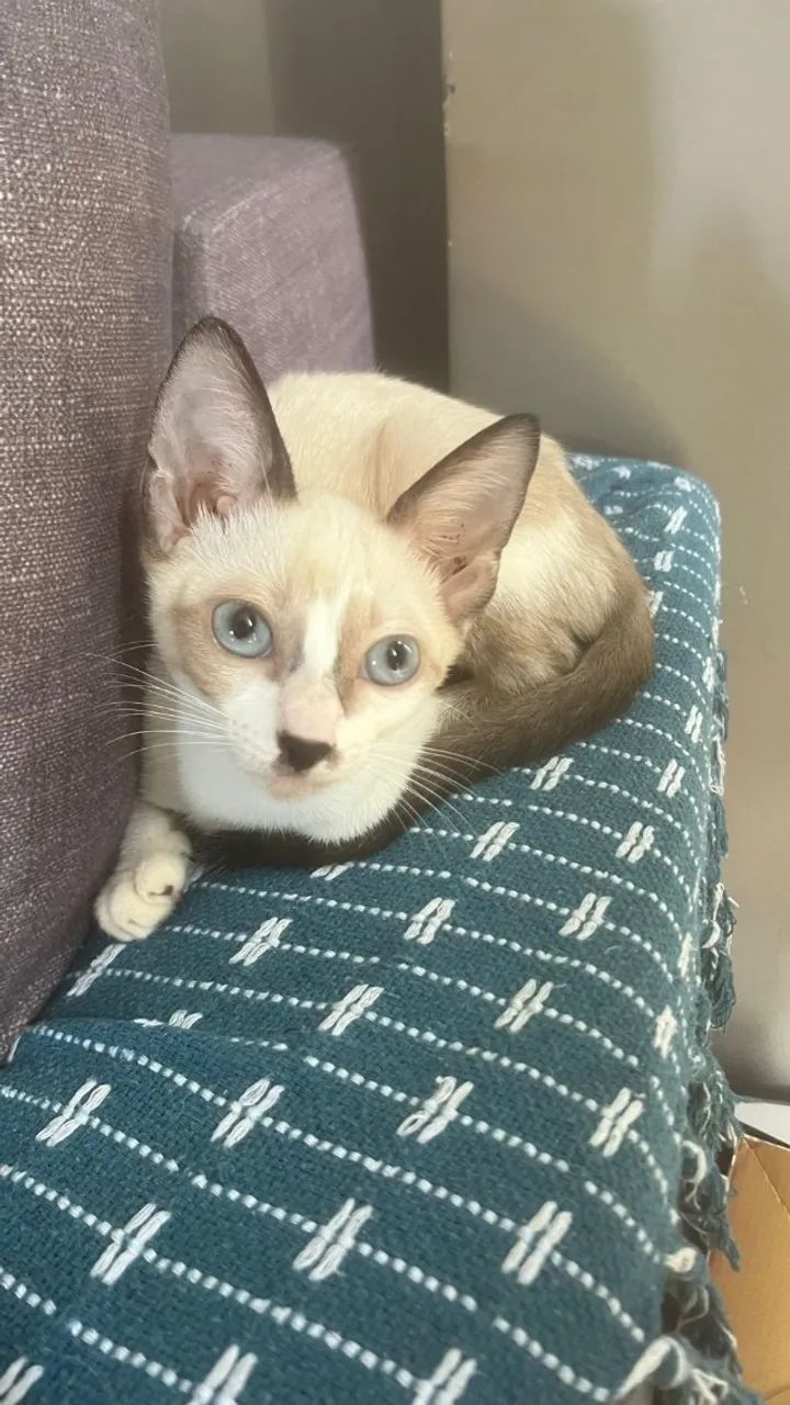 Gata SDR - 3 Meses (Doação) - Foto 4