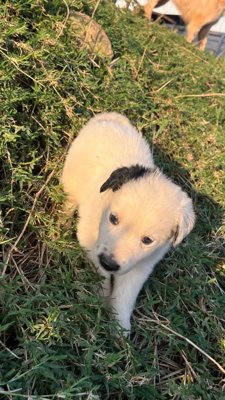 cachorro border collie  - Foto 2