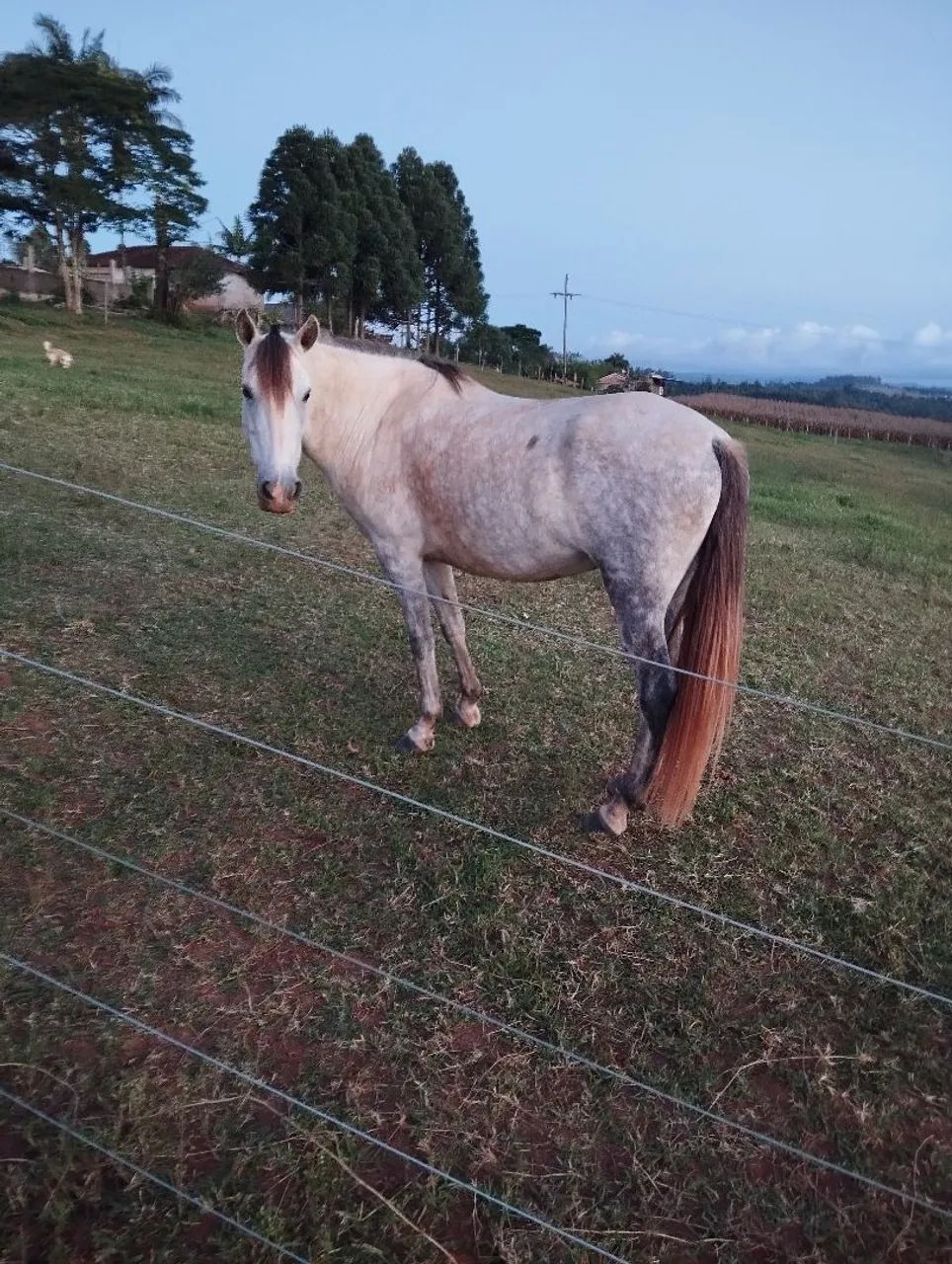 Vende-se uma Égua Mangalarga Tordilha - Foto 6