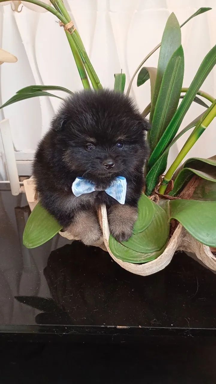 Que lindo macho ? - Foto 2