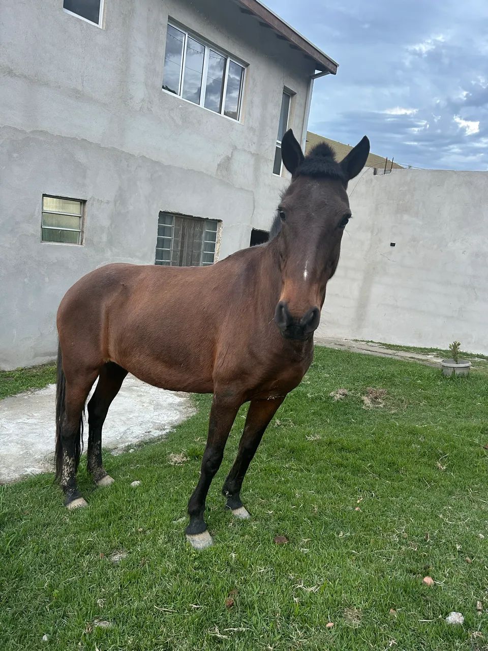 Égua (marcha batida) - Foto 3