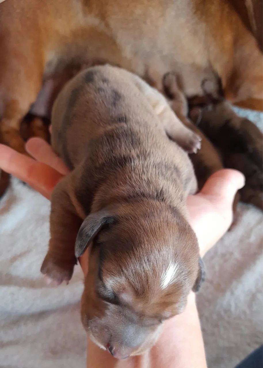 Ninhada de Dachshund  - Foto 2
