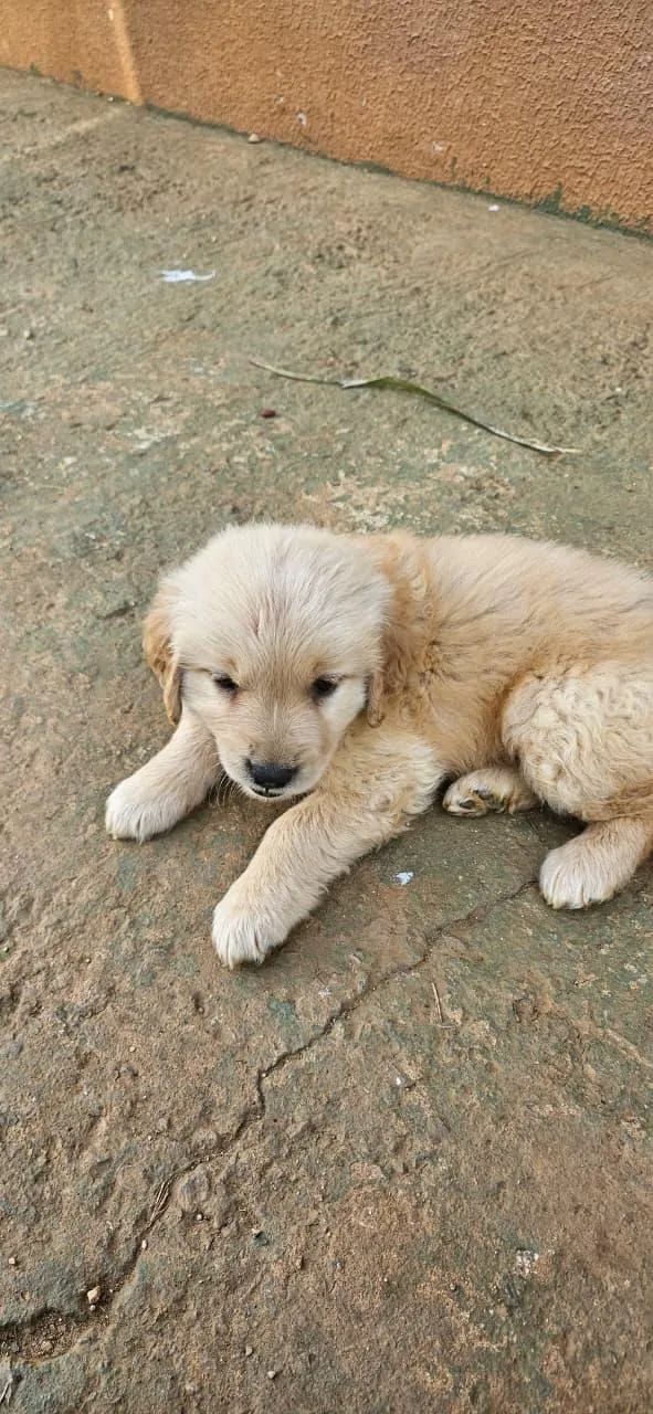 Golden lindoona