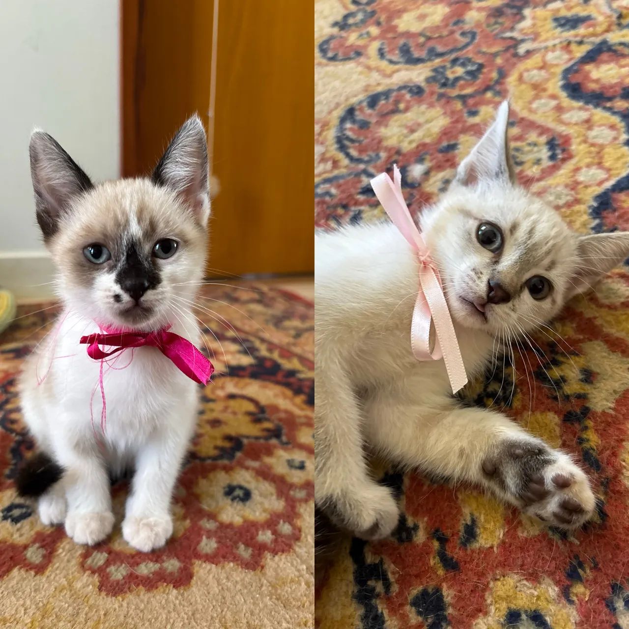 Doação gatinhas gato filhote 