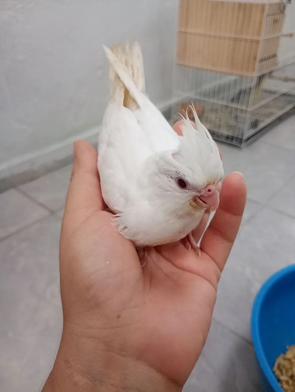 Lupitos valor $100 só venda localização barro - Foto 2