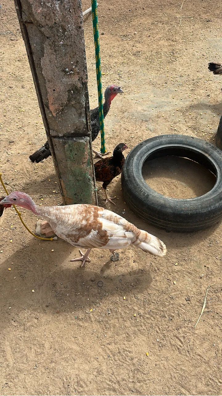 Vende se casal de Peru  - Foto 3