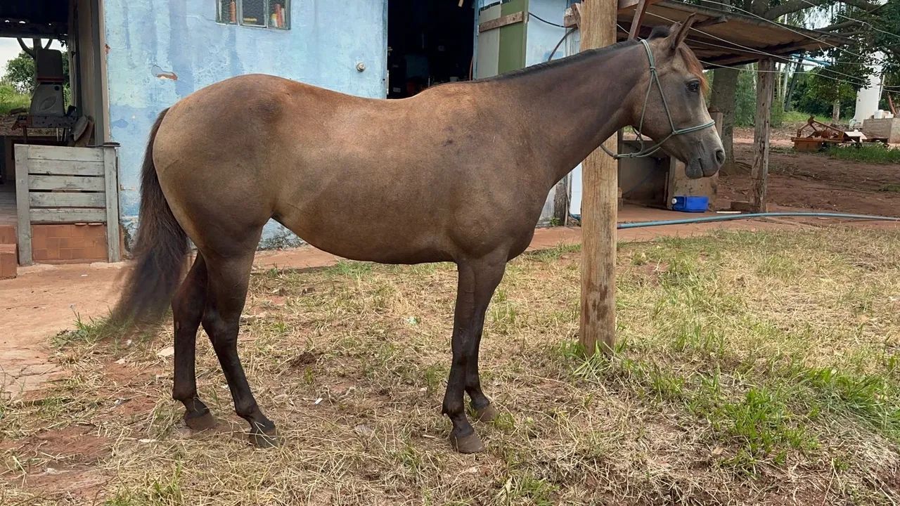 Potra quarto de milha 