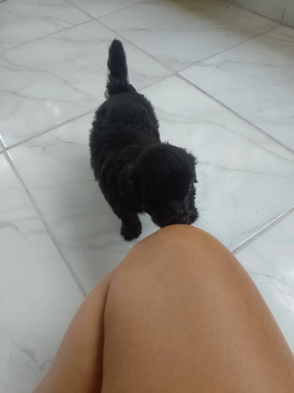 Poodle - Foto 2