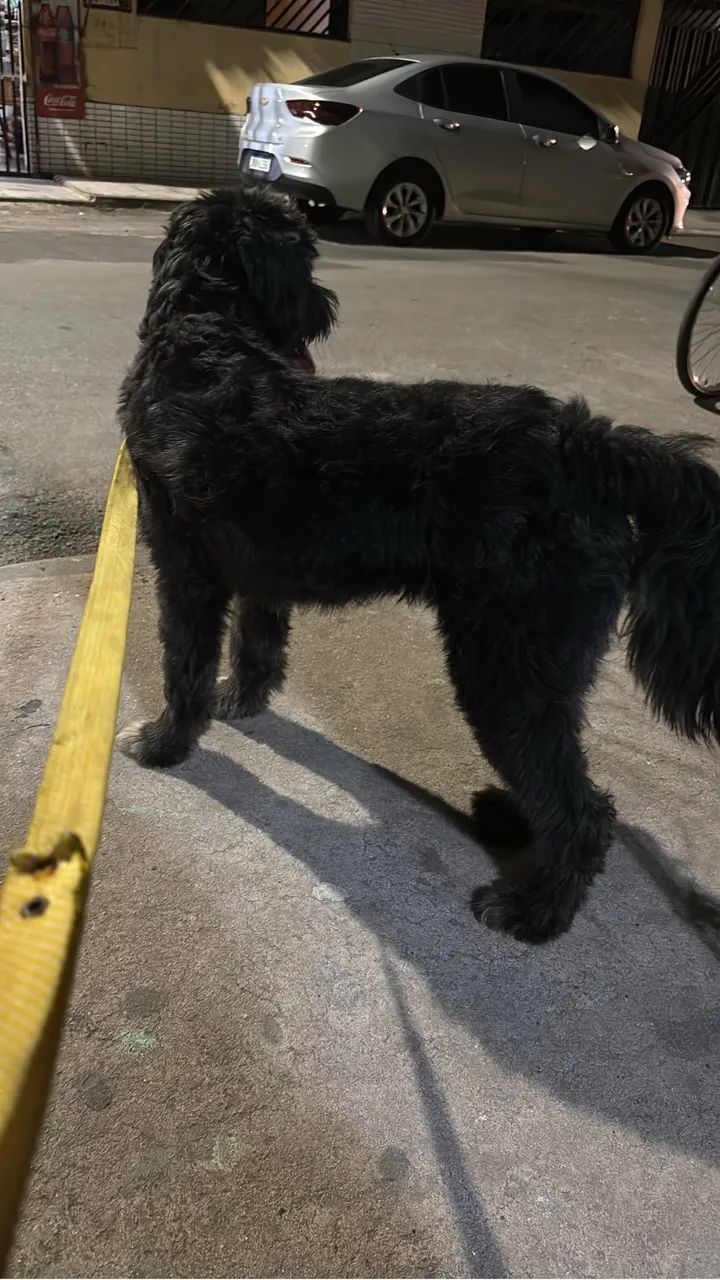 Cachorra fêmea para adoção responsável