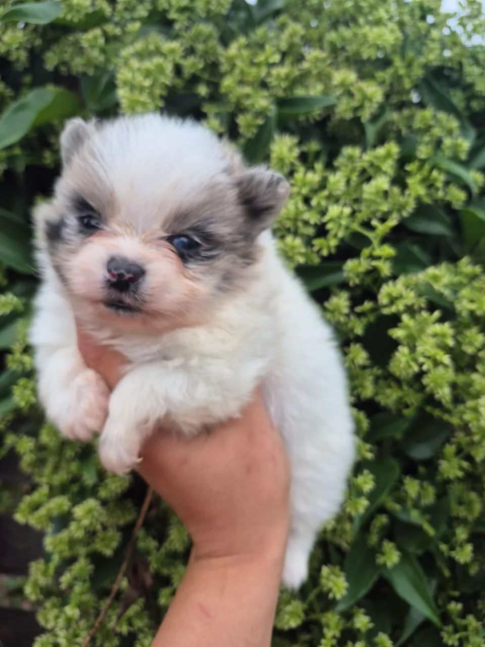 Macho de lulu Merle - Foto 5