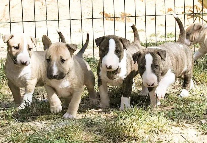 Bull Terrier com Qualidade, Garantia de Saúde e Parcelamento Fácil!