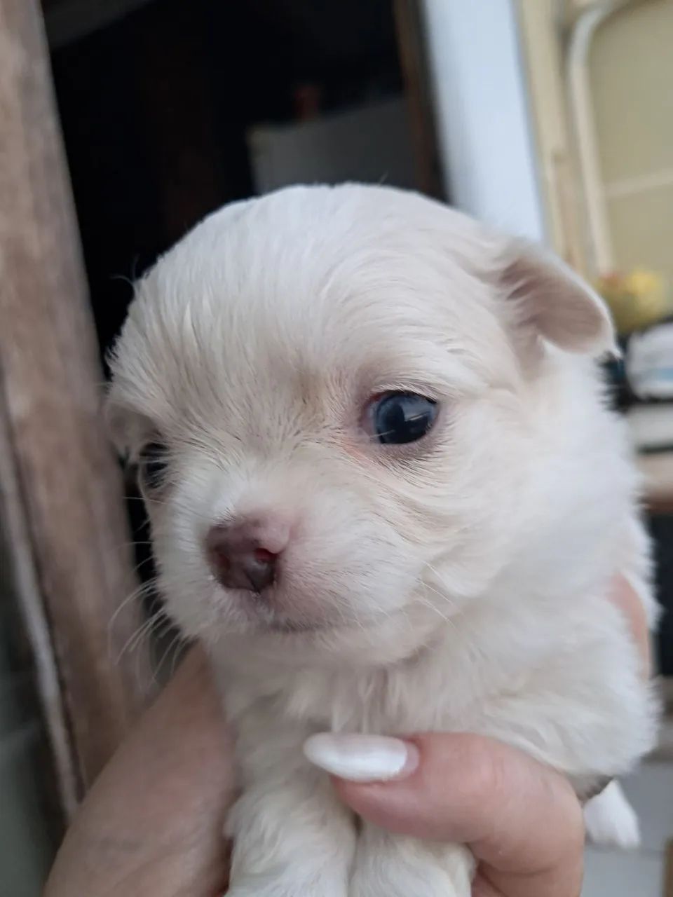 Chihuahua  - Foto 2