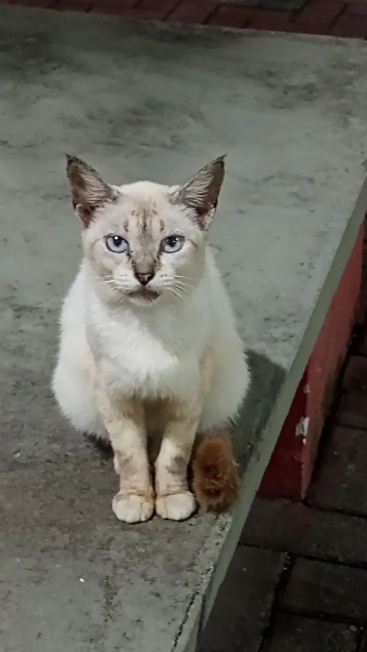 Gata Filhote