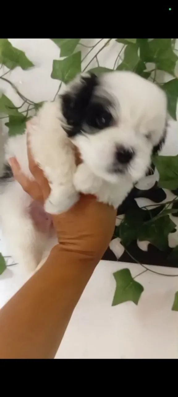 Meu pet  - Foto 4