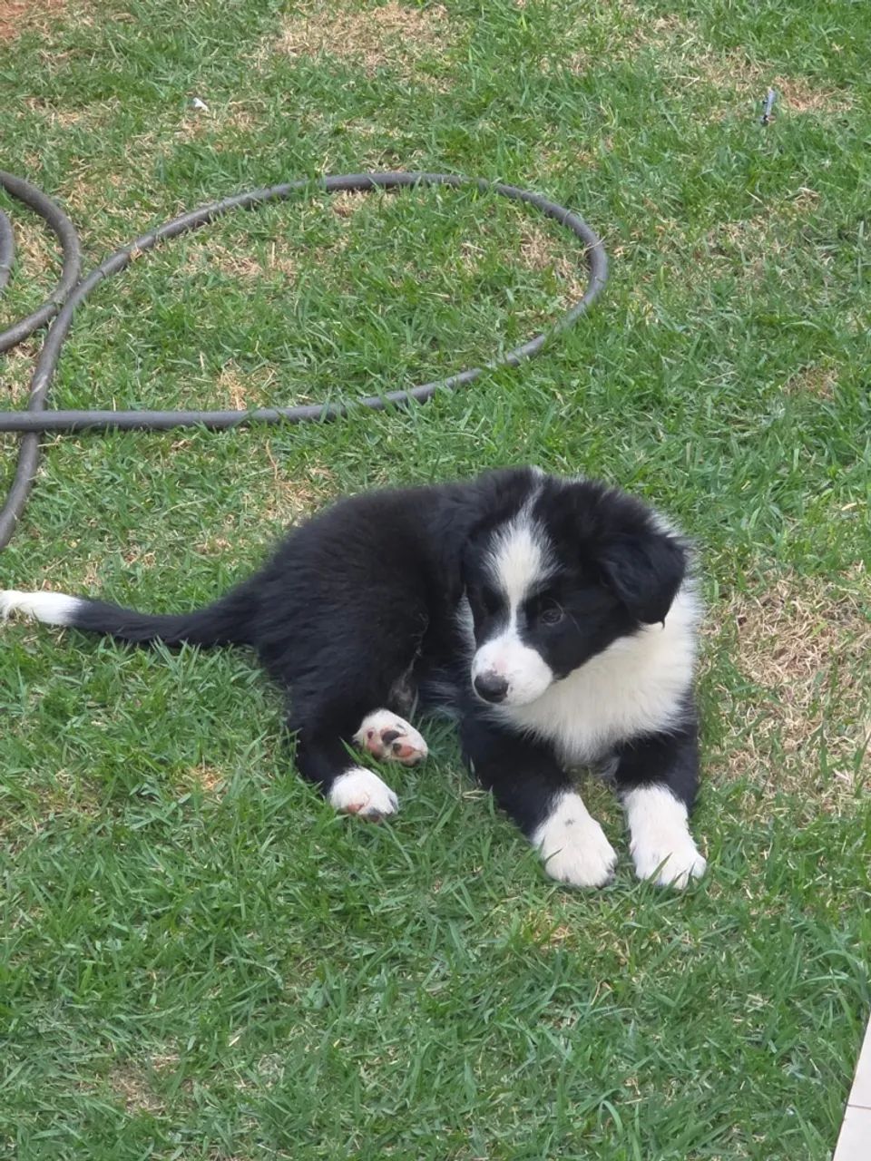 Border Collie último Macho Preto com Branco