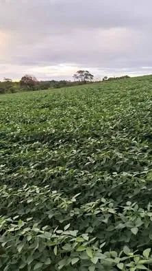 Chacara 33.88ha