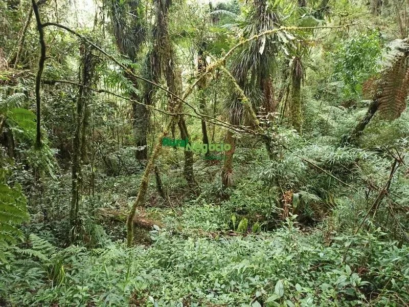 SÍTIO COM CACHOEIRA E SEM BENFEITORIAS EM CUNHA-SP - Foto 3