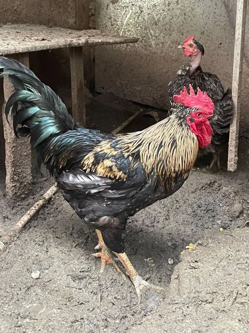 Galo