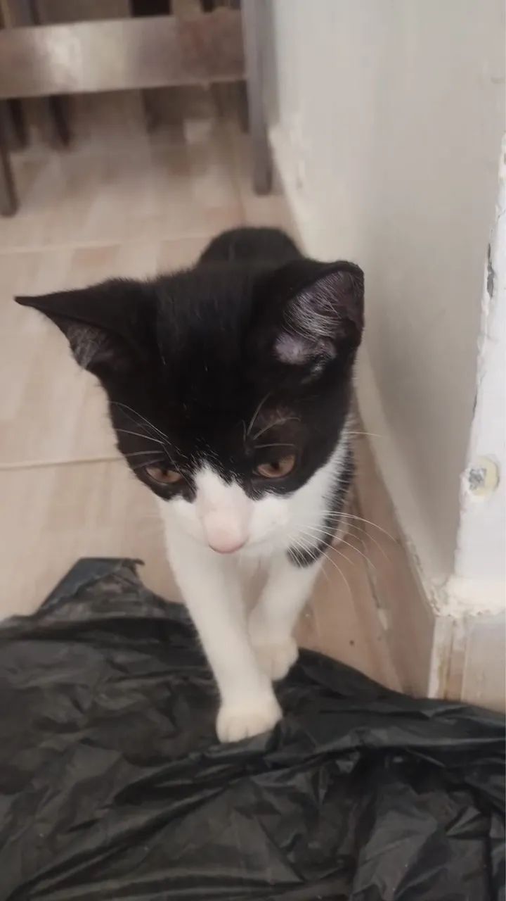 Doação de gatinhos 