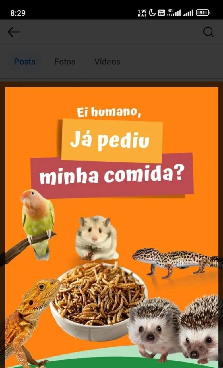 Tenébrio pescaria - Foto 4