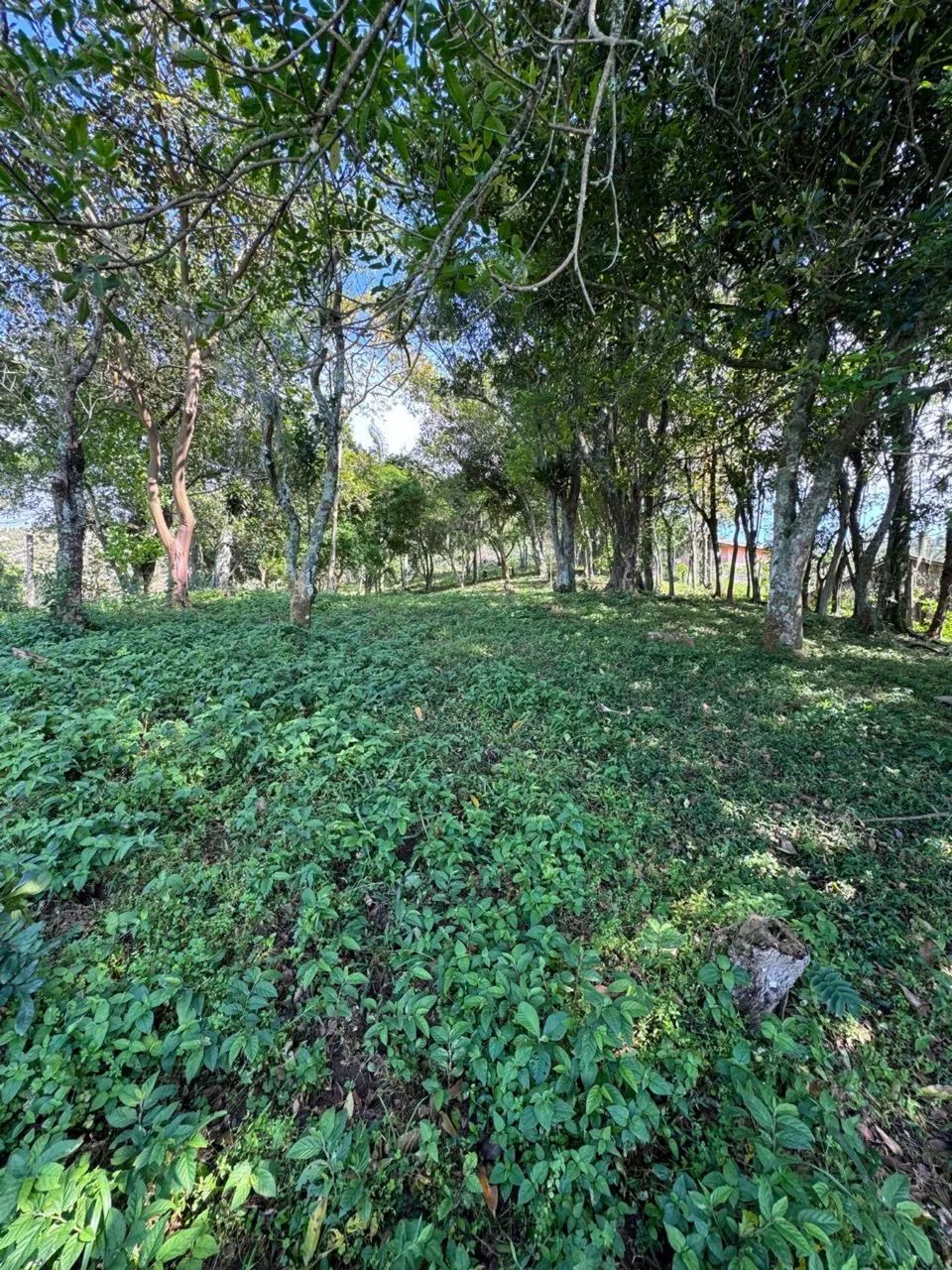 TERRENO À BEIRA DA LAGOA DE IMARUÍ ? CANGUERÍ DE FORA - Foto 3