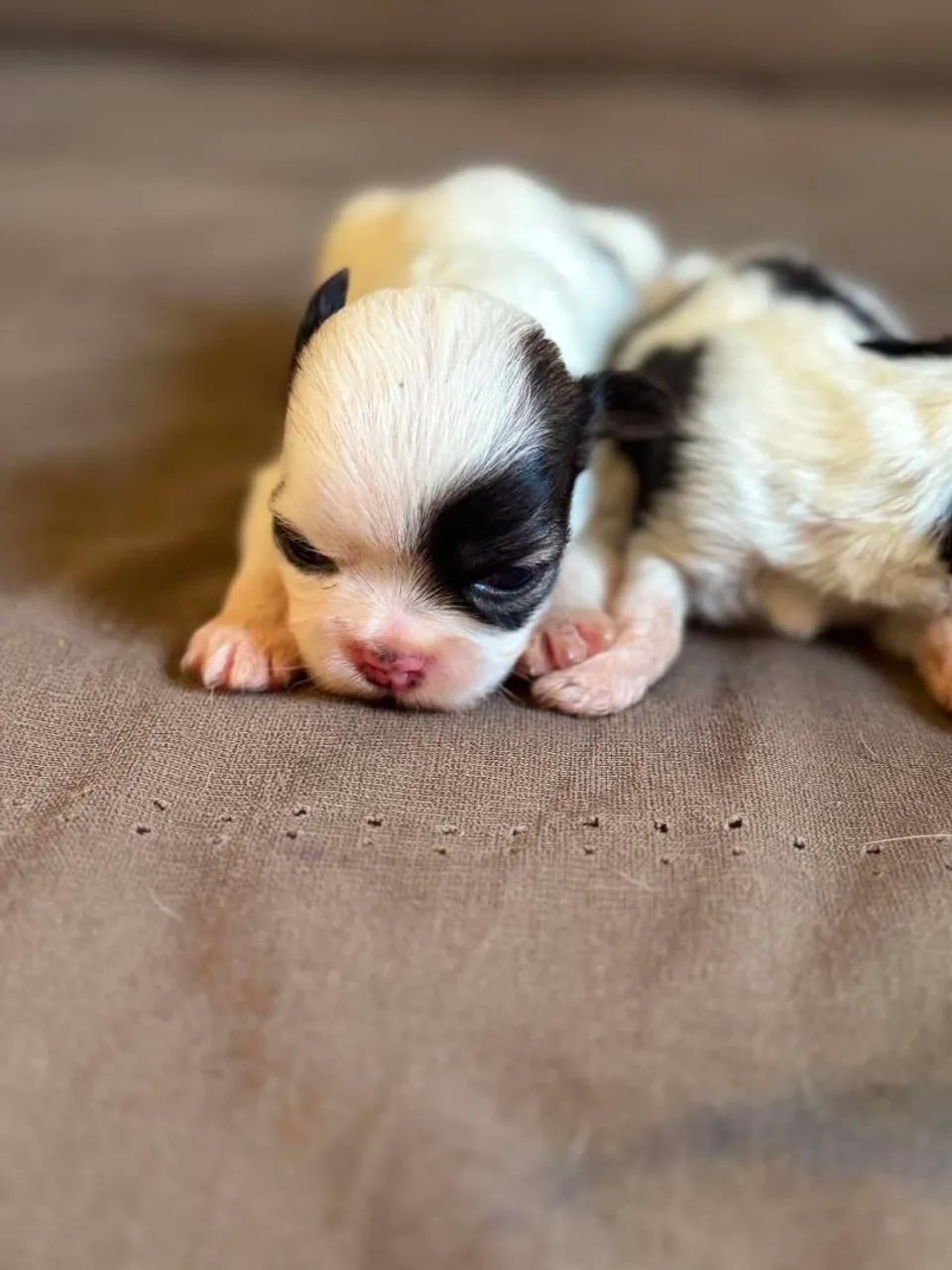 Vendo cachorro, raça Shitzu. - Foto 5