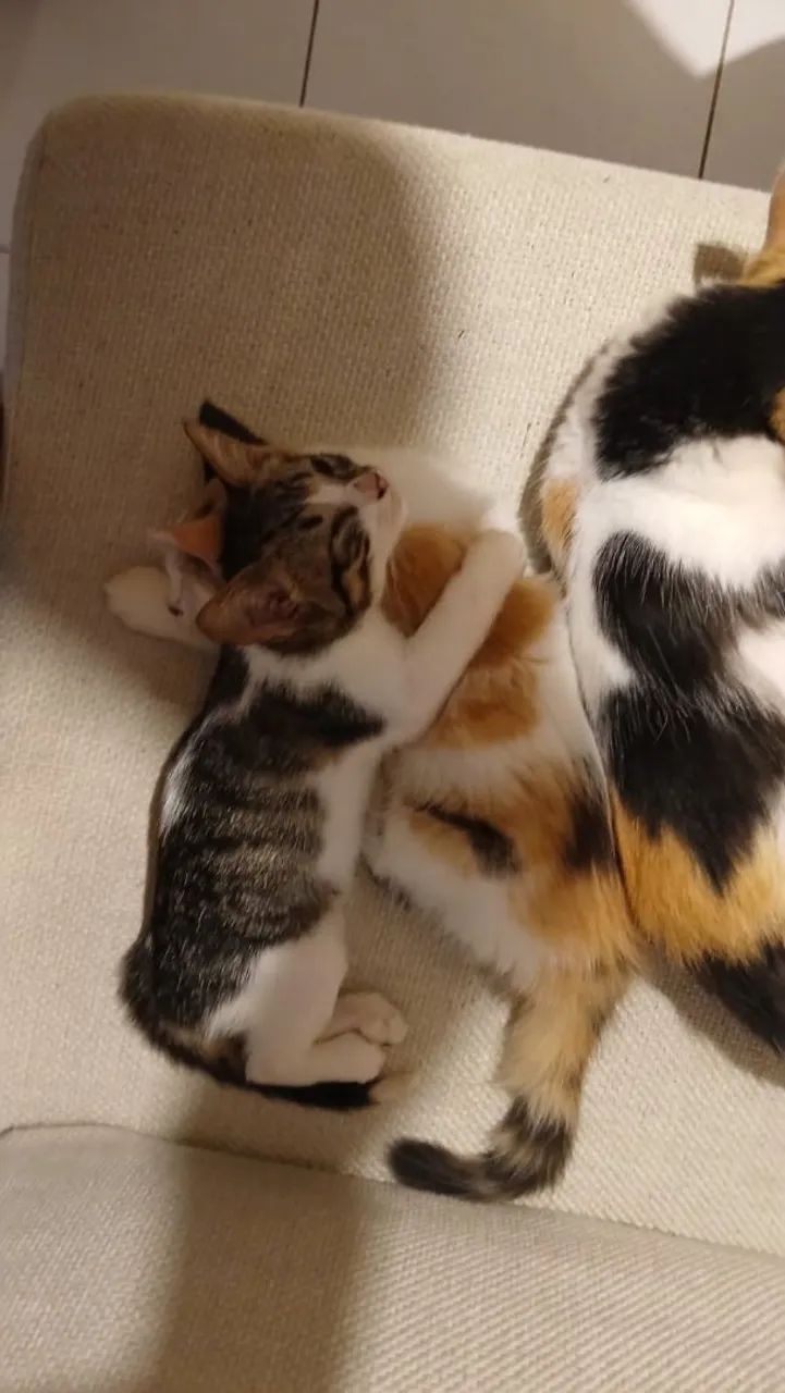 Casal de gatinhos - Foto 2