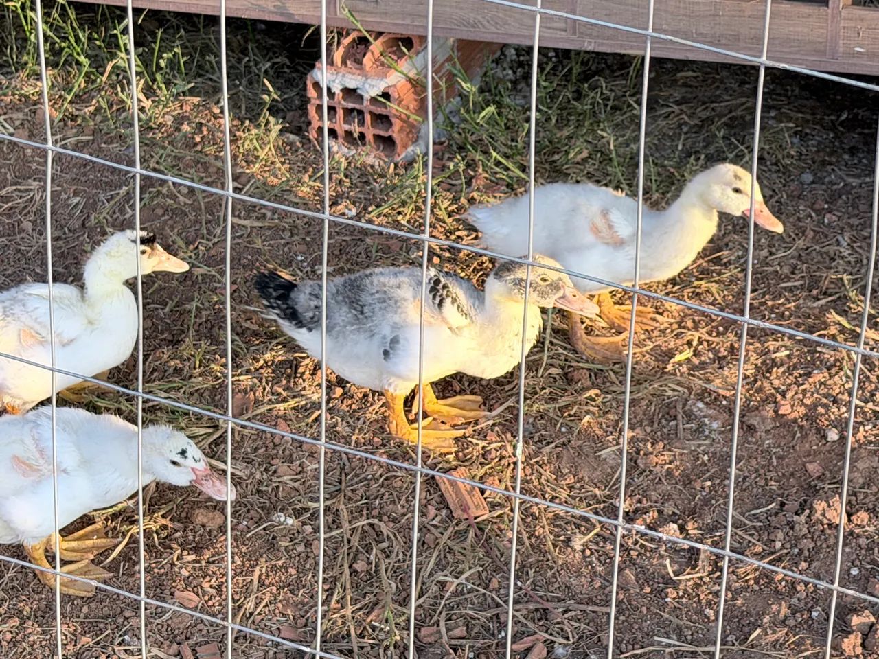 Patos filhotes  - Foto 2