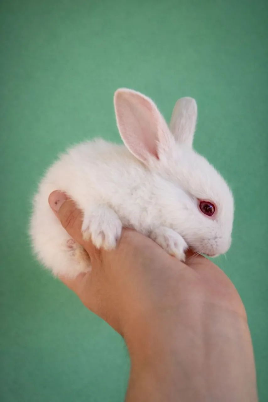 Coelho fofinho branco dos olhos vermelhos - Foto 3
