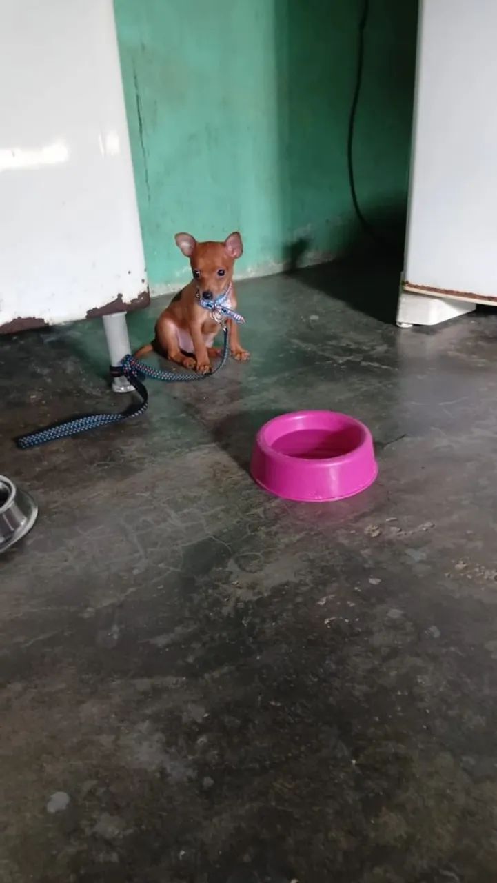 Pinscher 