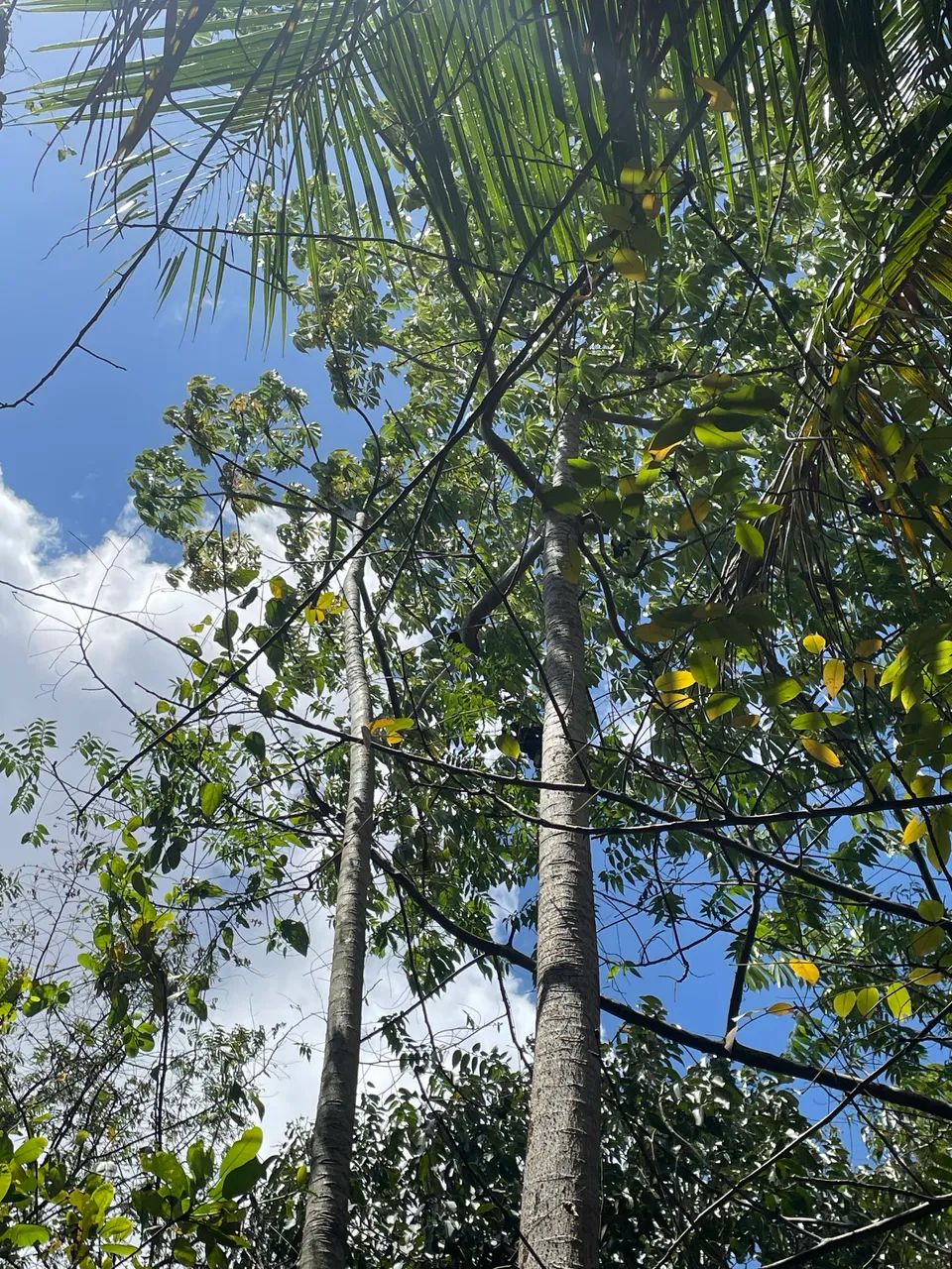 Muda de chicha  - Foto 4