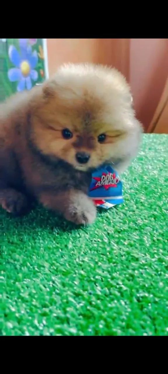        Spitz Alemão 