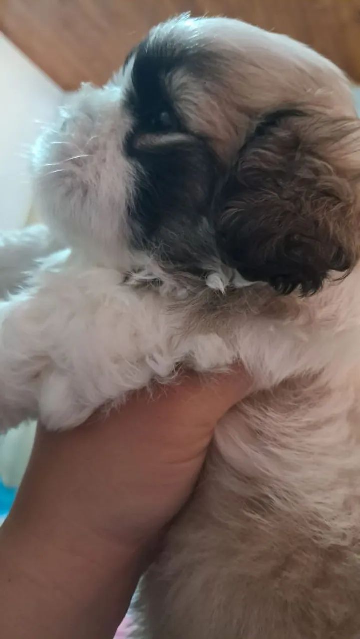 Shih Tzu macho - Foto 2