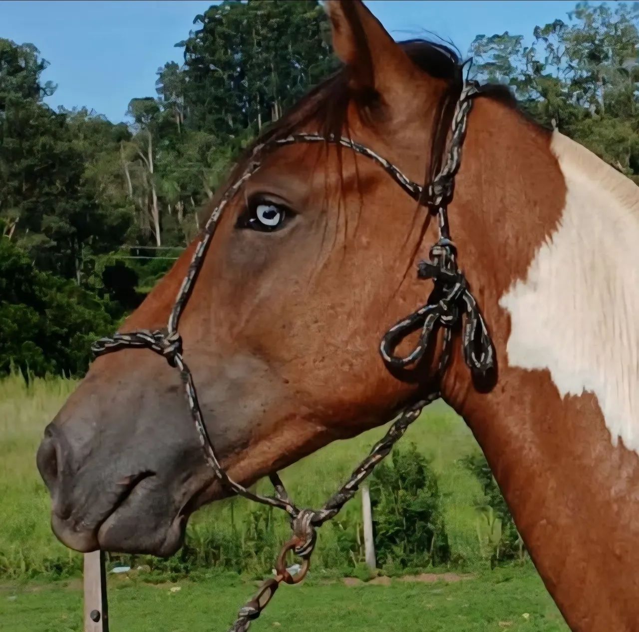 Potro tobiano inteiro de 1 ano salgo  - Foto 2