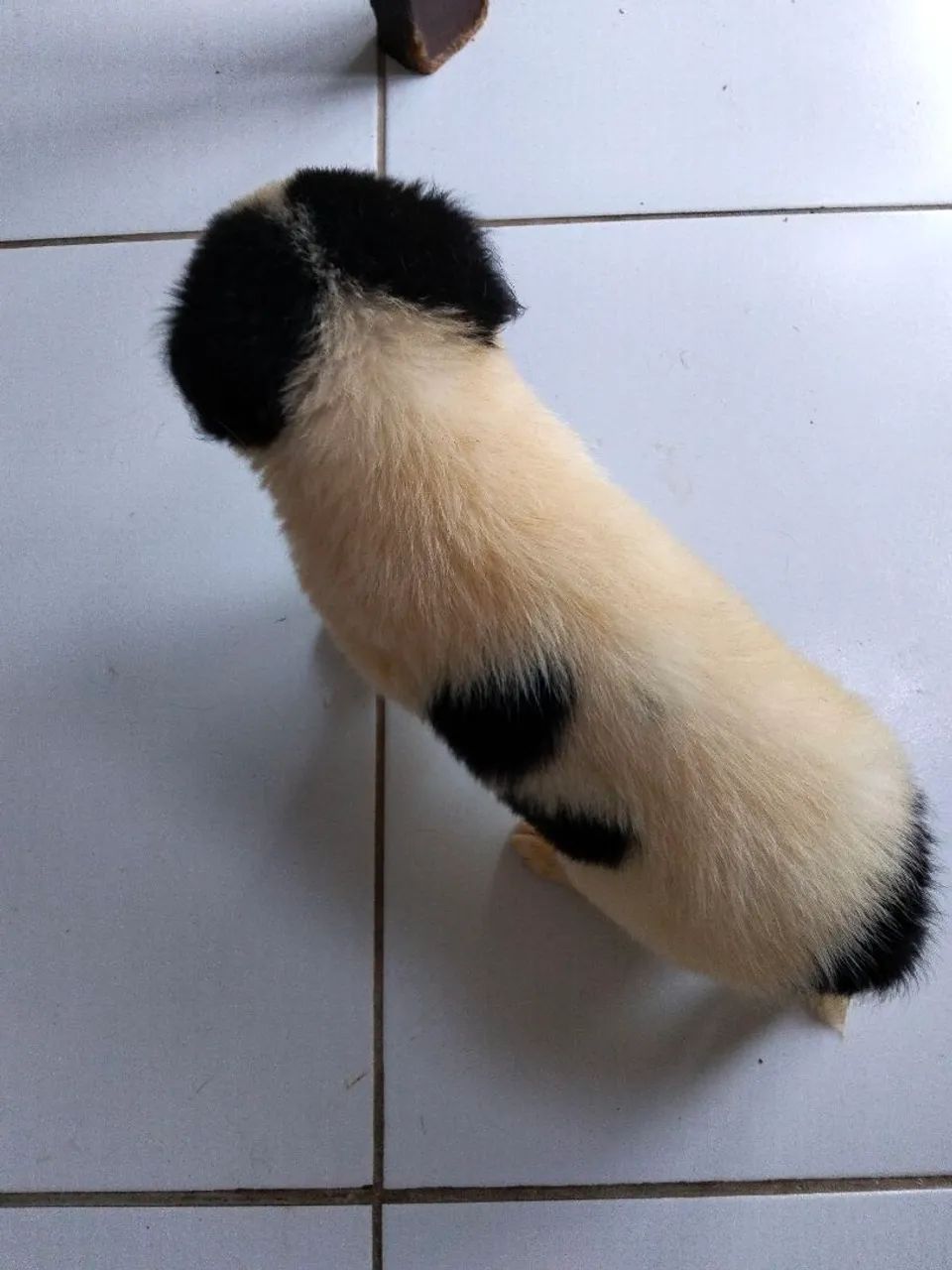 Cachorro  - Foto 4