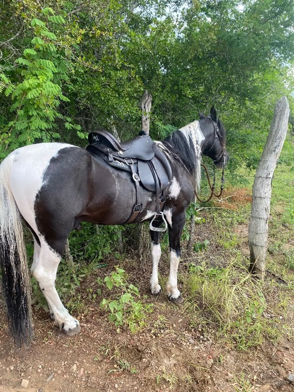 Cavalo mangalarga pampa de preto homozigoto, 6 anos de idade - Foto 5