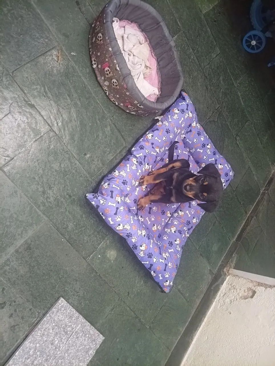 Doa-se Cachorro - Foto 5