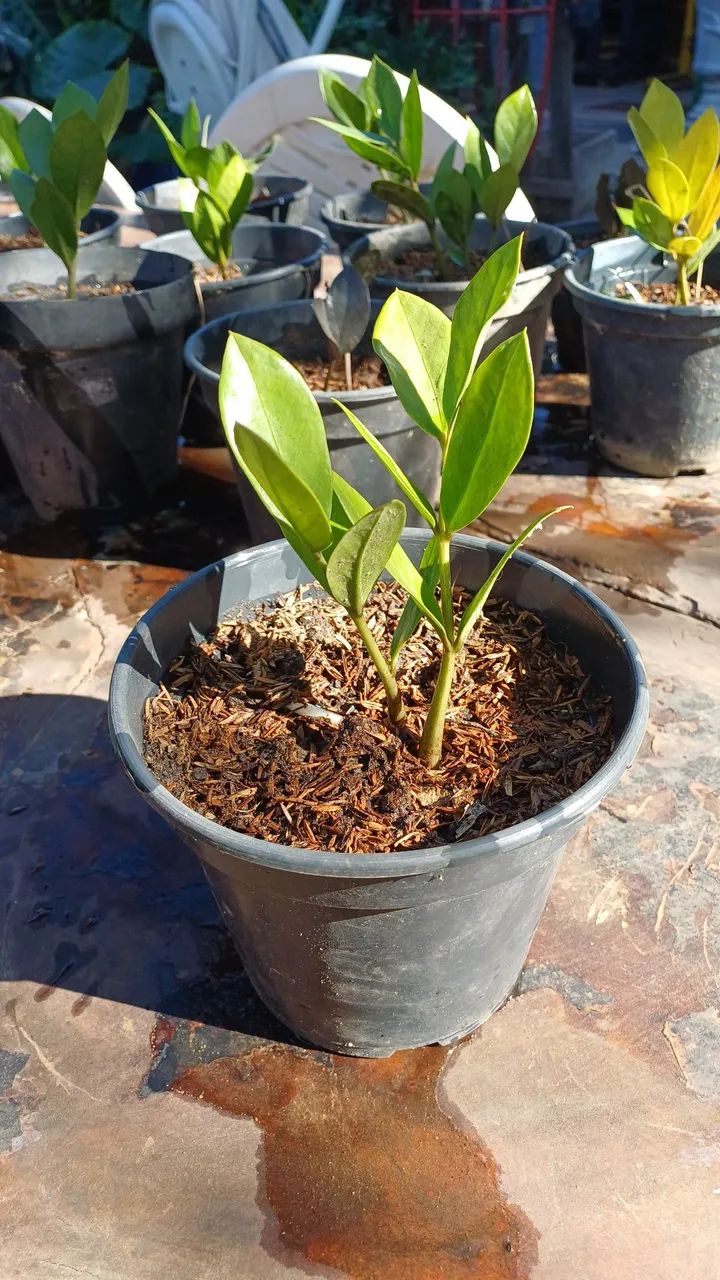 Mudas da Planta Zamioculca