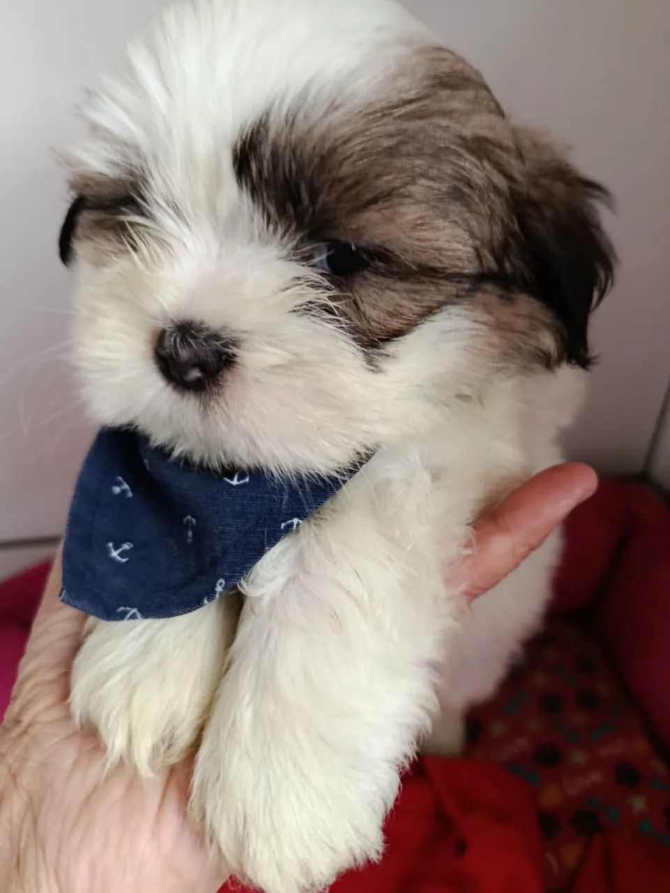 Shih tzu macho disponível 